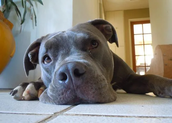 Quebec rechaza prohibir a todos los Pit Bulls alegando que la legislación en función de razas no es eficaz