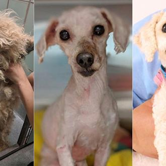 La nueva vida de un perro rescatado tras pasar ¡dos …