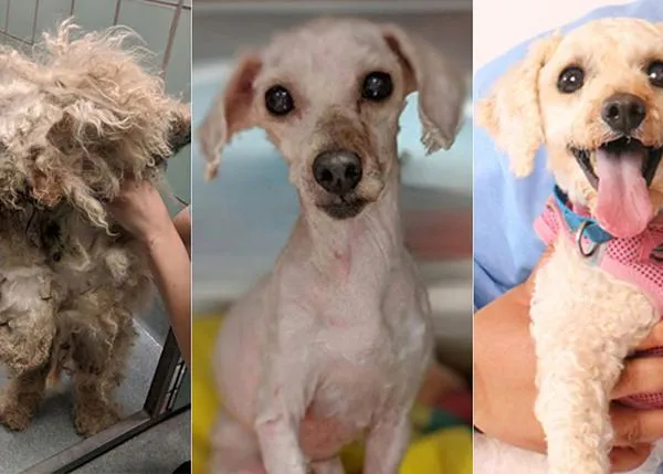 La nueva vida de un perro rescatado tras pasar ¡dos años debajo de una cama!