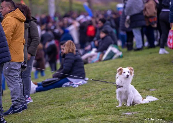 Muchas preguntas y algunas respuestas sobre la Ley de Bienestar Animal: entrada en bares, perros solos en la calle...
