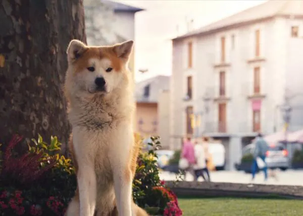 Hachiko revisitado y otros anuncios con perro que han triunfado en la TV en España