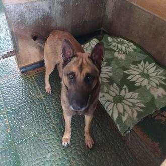 Lunes 11 de enero: recogida de mantas y toallas para …