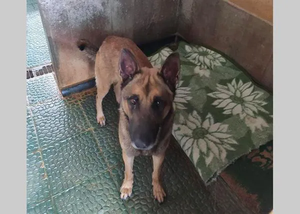 Lunes 11 de enero: recogida de mantas y toallas para los perros de la perrera de Vitoria