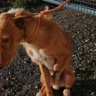 Un podenco con una pata cortada por un cepo, abandonado …