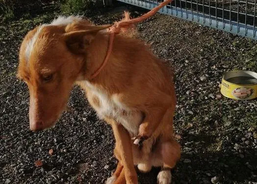 Un podenco con una pata cortada por un cepo, abandonado en la puerta de una voluntaria de una protectora