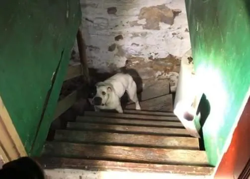 Un hombre compra una casa y se encuentra... ¡a una perra abandonada, atada en el sótano!