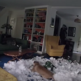 El asalto perruno a un sofá grabado en versión time …
