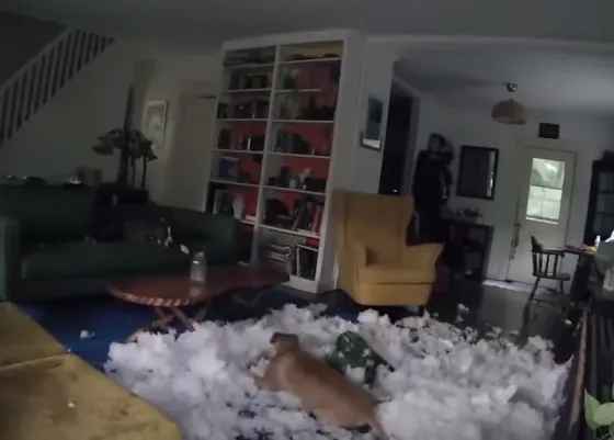 El asalto perruno a un sofá grabado en versión time lapse... Thank DOG it´s Friday!