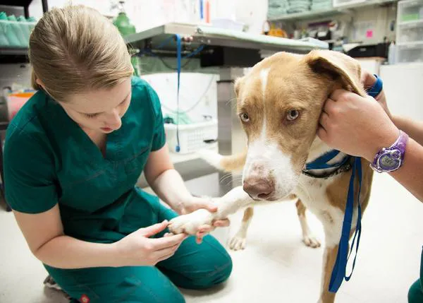 La reducción del IVA veterinario al 10% aprobada por el Gobierno