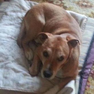 La respuesta -y presunta justificación- oficial por el sacrificio de …