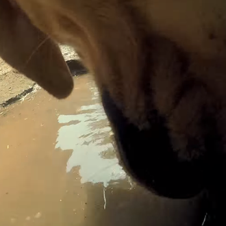 Un día en la vida de un perro callejero en …