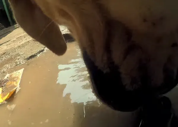 Un día en la vida de un perro callejero en Mumbai, desde su punto de vista