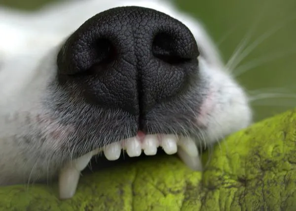 Las personas ansiosas son más propensas a ser mordidas por un perro