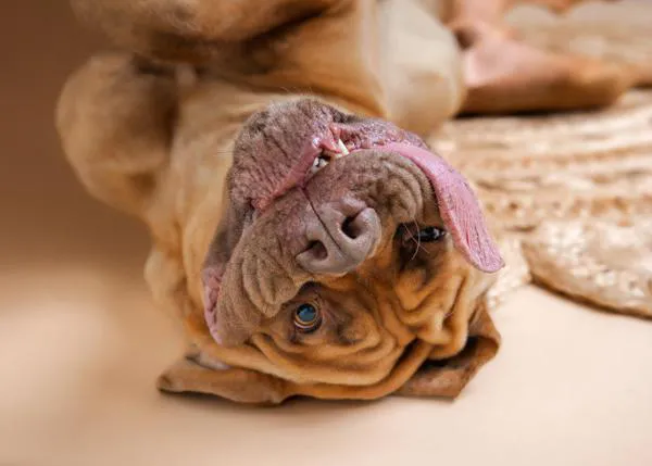 Ozzy es, oficialmente, el perro con la lengua más larga del mundo: la suya mide ¡casi 20 cm!