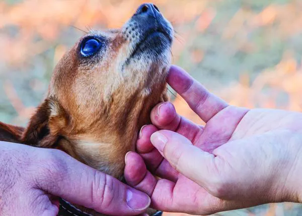 Día Internacional de los Voluntarios: un jornada para celebrar y apoyar extra la labor de los que ayudan a los animales