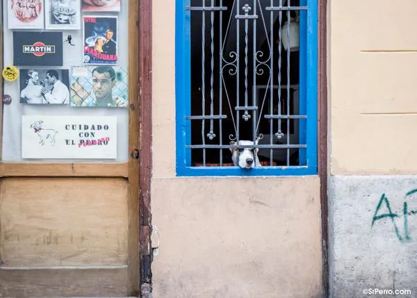¿Te pueden prohibir tener un perro en tu piso? Sí, pero no siempre: depende de los estatutos previos de la comunidad