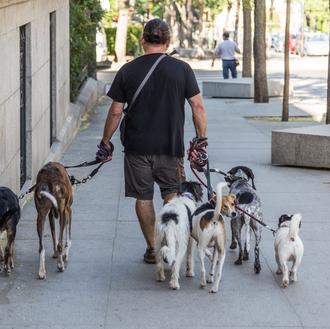 Pasear al perro, deporte de alto riesgo... si no coges …