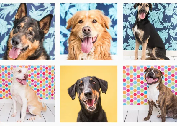 Los invisibles se movilizan: se buscan 21hogares para 21 perros únicos 