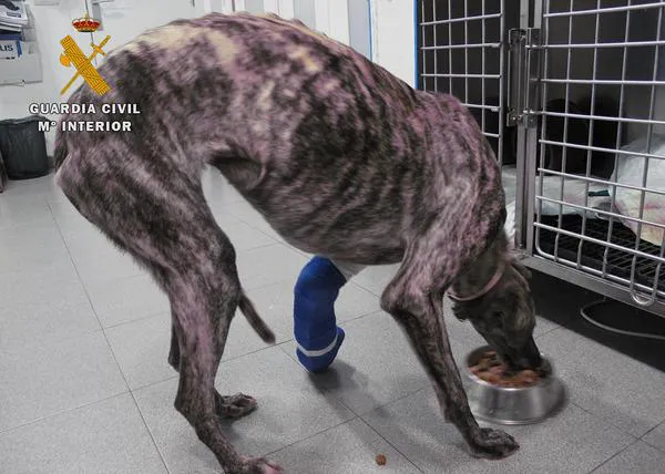 ¿Cómo debe de ser una foto para poder ser utilizada, legalmente, en una denuncia de maltrato animal?