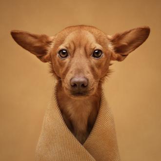 Chulísimas fotos de perros y otros animales: finalistas de los …