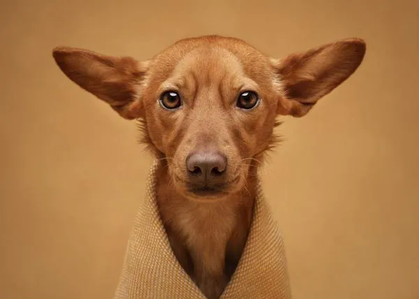 Chulísimas fotos de perros y otros animales: finalistas de los International Pet Photography Awards 2026