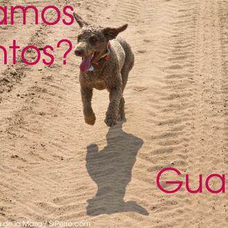 Agenda SrPerro Julio: cine de verano, compras, expos y copitas …