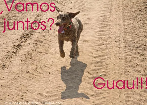 Agenda SrPerro Julio: cine de verano, compras, expos y copitas variadas