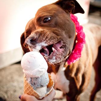 La heladería vegana inspirada en un perro, la preciosa historia …