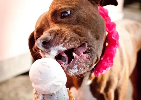 La heladería vegana inspirada en un perro, la preciosa historia de BabyCakes