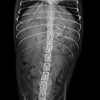 Movilización contra los envenenamientos perrunos en A Coruña