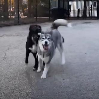 La felicidad de que tu mejor amiga perra viva a …