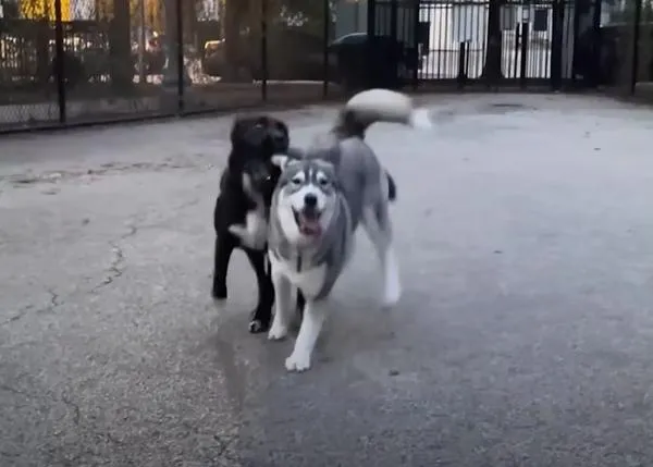 La felicidad de que tu mejor amiga perra viva a un pasillo de distancia: las épicas carreras de Lupa y Shadow
