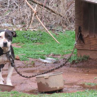 Las (preocupantes) cifras sobre sacrificios de animales en PETA: ¿el …