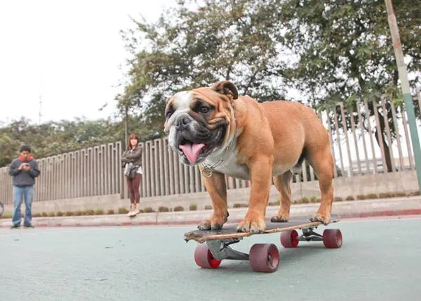 Biuf, el Bulldog Inglés que está poniendo en forma a los canes de Lima