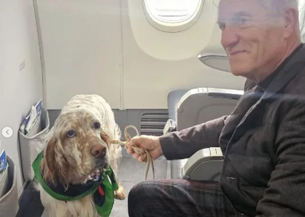 Italia vuelve a demostrar que los perros grandes pueden volar en cabina sin ningún problema: Aeroitalia es la segunda línea aérea en hacerlo