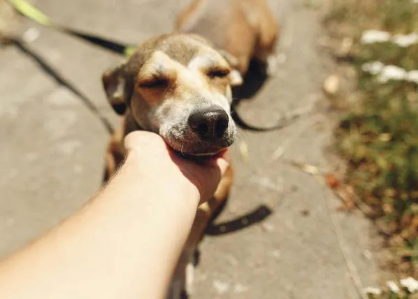 En Enalta Tanatorio de Bilbao, los perros pueden acompañar a su familia en las despedidas a sus seres queridos