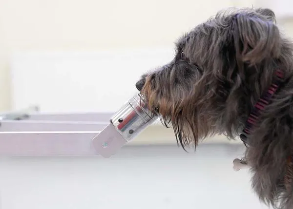 Los perros detectan el estrés de las personas -incluso desconocidas- a través del sudor y del aliento