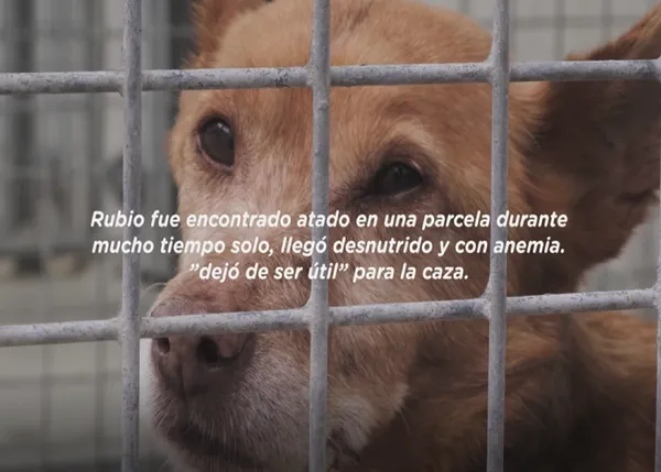 Si los perros abandonados pudieran hablar: Tiendanimal y Kiwoko lanzan una campaña de concienciación, #stopabandonoanimal