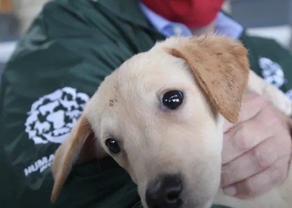 Así se monta un refugio temporal para más de 100 canes rescatados de un mercado de carne de perro