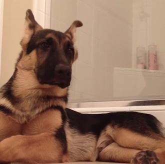 Un vídeo perruno dedicado a todos los humanos que cantan …
