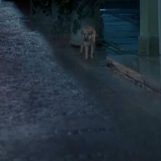 El sueño de todo perro abandonado, un anuncio que tendría …
