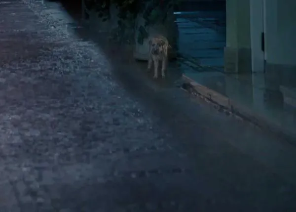 El sueño de todo perro abandonado, un anuncio que tendría que ser real