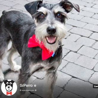 SrPerro asoma sus cejas y su trufa también en Google +