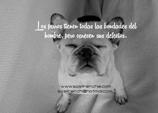 Premios sanos y solidarios para los Bulldogs Franceses de SOS Frenchie
