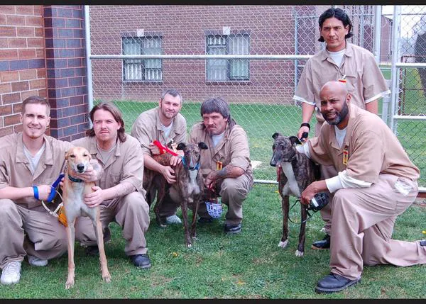 Los galgos van a la cárcel por una buena causa