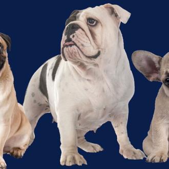 Crisis internacional del bienestar canino: 