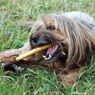 ¿Puedo dar de comer huesos a mi perro? Un repaso …