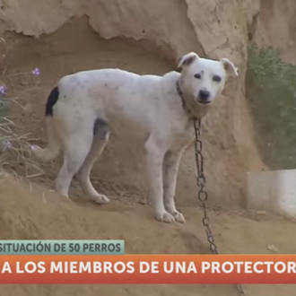 Atacan a los voluntarios de una protectora que denuncian el …