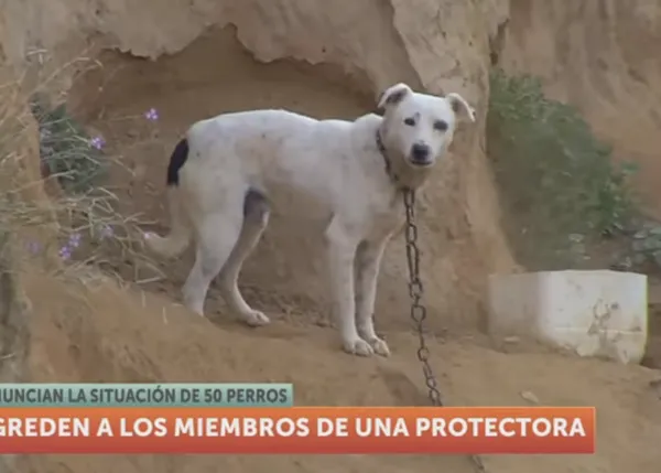 Atacan a los voluntarios de una protectora que denuncian el maltrato a 50 perros