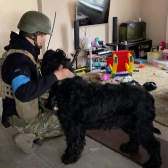 Bavaria, la guapa Schnauzer Gigante rescatada por el ejército ucraniano